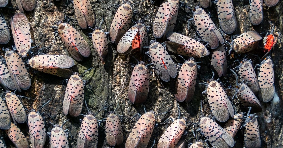 Spotted lanternflies on a tree