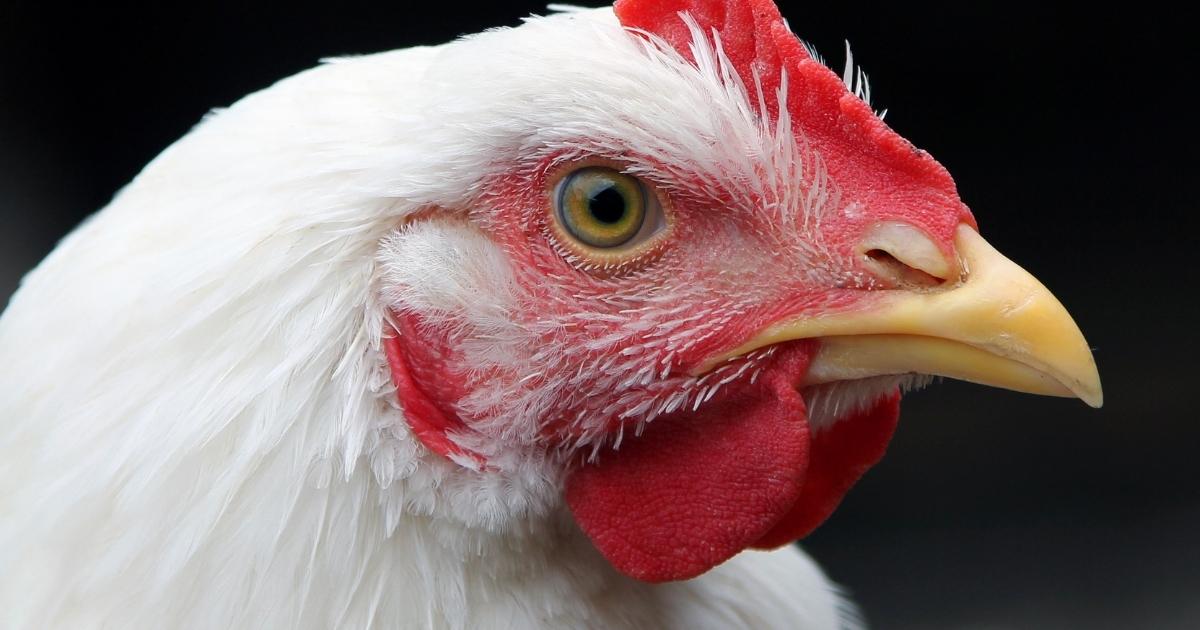 broiler_avian_flu_website_properties_img_extension_1200x630 A broiler chicken