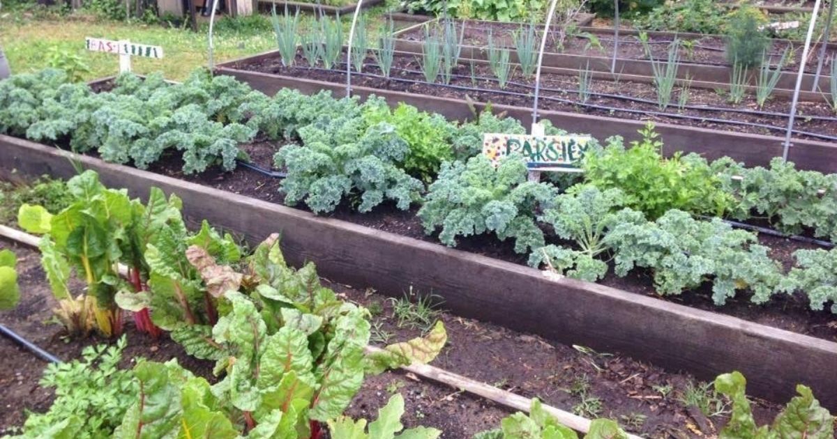 Raised beds sprout vegetables grown at the E.D.Robinson urban farm located at 12th and Brandywine in Wilmington. Photo by Gail Hermenau