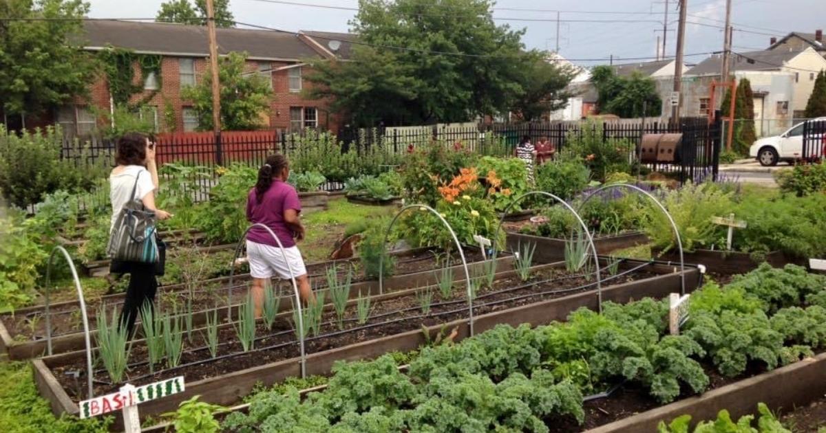 Community members walk through the bounty of vegetables growing at the E. D. Robinson urban farm, 12th and Brandywine in Wilmington. Photo by Gail Hermenau