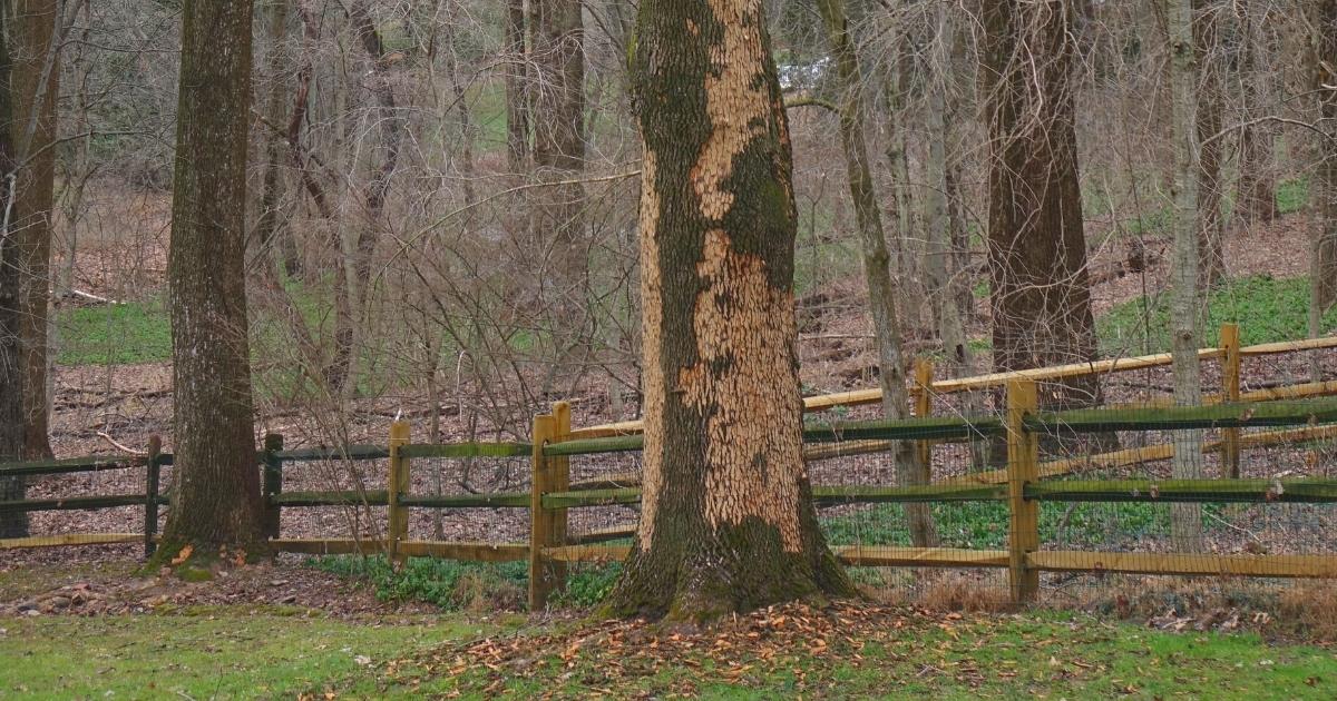 Emerald Ash borer with blonding bark