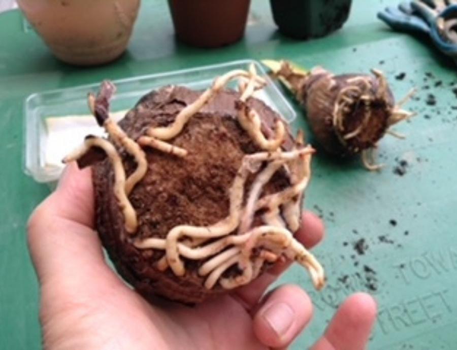 An Amaryllis bulb with roots.