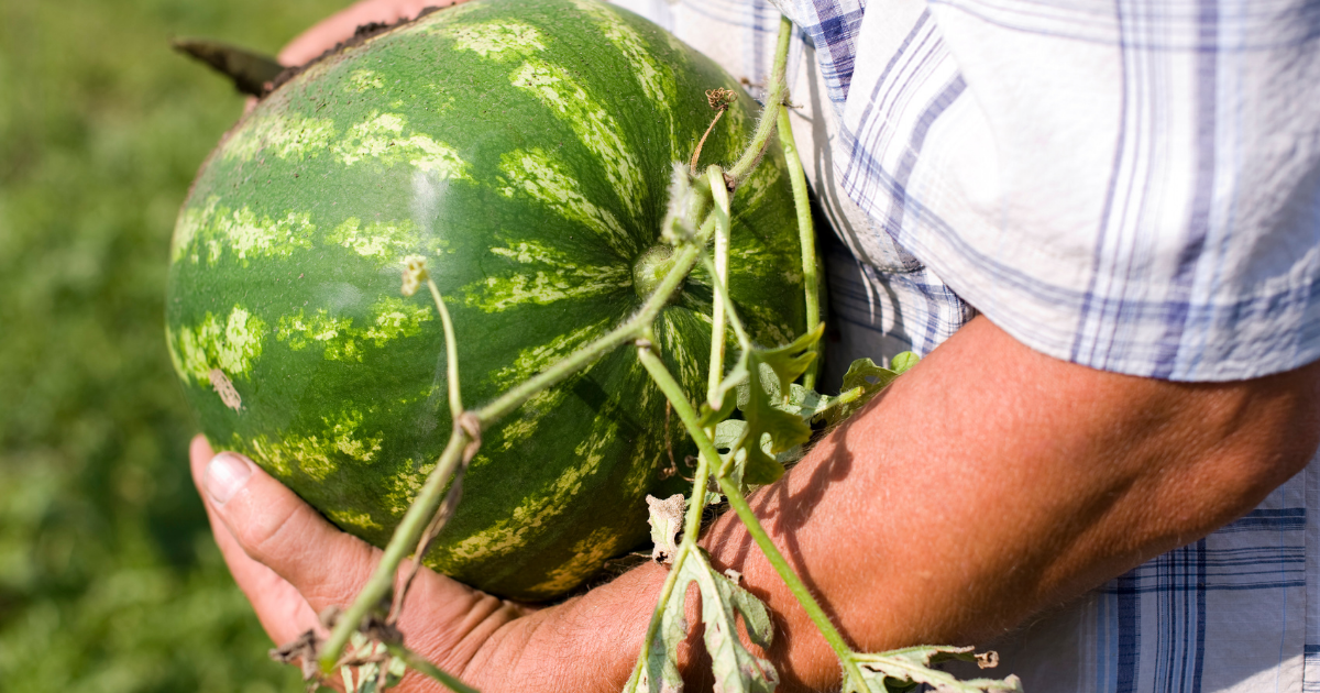Farm worker picking a watermelon Farm worker picking a watermelon