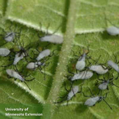 Small grey bugs on the back of a leaf.