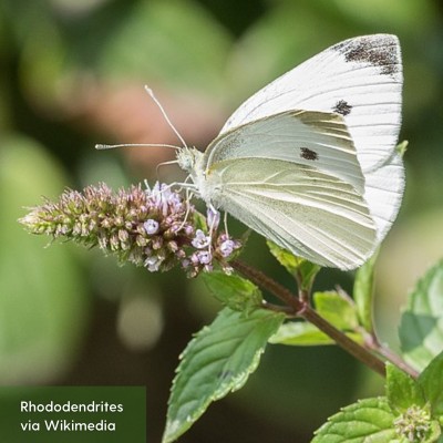 A pretty white butterfly.