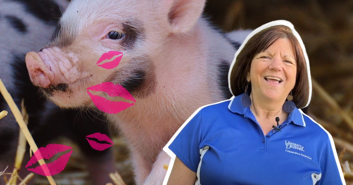 A collage of a cute pig, Dr. Rodgers, and lipstick kisses!