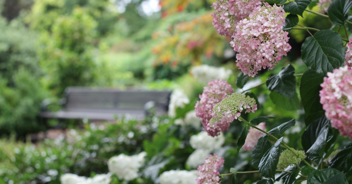 Flowers and greenery with a bench off in the distance