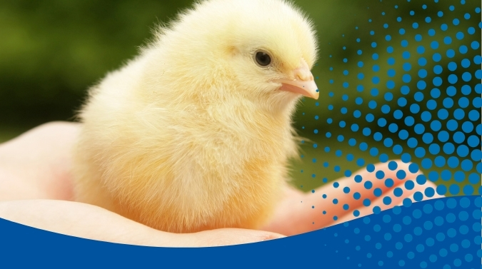 A baby chick on green lawn next to colorful cracked egg shells.