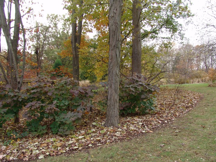 A garden bed with trees and bushes, sporting small piles of leaves underneath.