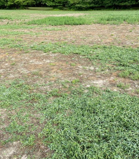 forage_grass_float_extension_350x400 - 1 forage_grass_float_extension_350x400 - 1