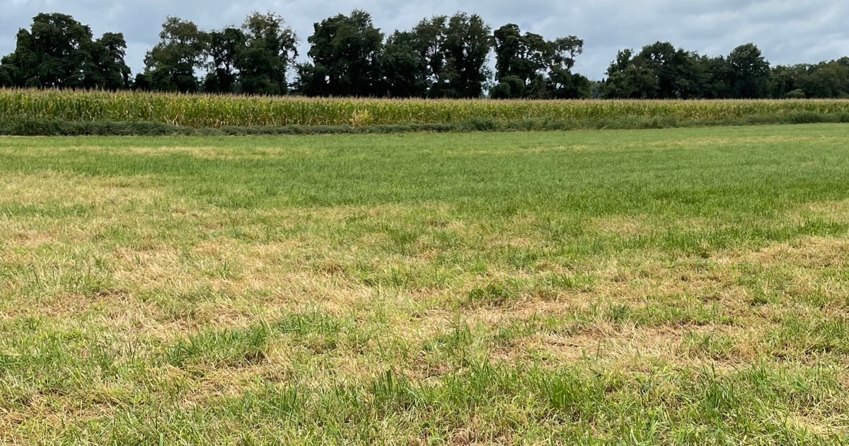 fall_forage_website_properties_img_extension_1200x630 - 1 A small field with dark green grass and patches of lighter, drier grass.
