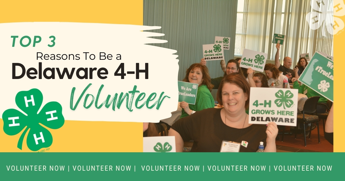 Top 3 Reasons To be a Delaware 4-H Volunteer Photo of several 4-H adult volunteers in a room holding 4-H signs