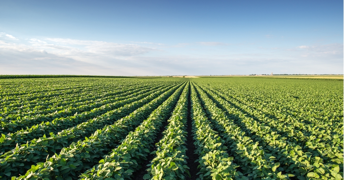 A scenic photo of soybeans in a field with a beautiful  blue sky