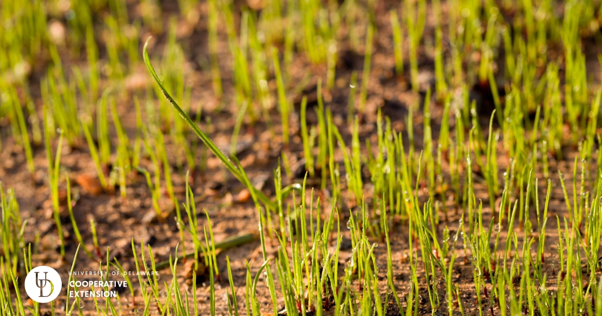 A closeup of grass beginning to sprout A closeup of grass beginning to sprout