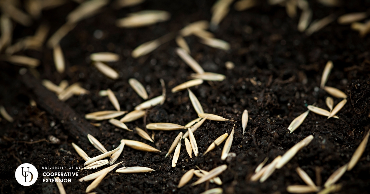 A closeup of seed laying ontop of the soil A closeup of seed laying ontop of the soil