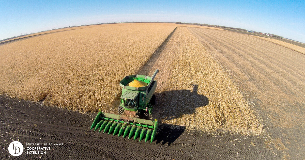 An aerial view of a combine harvesting corn