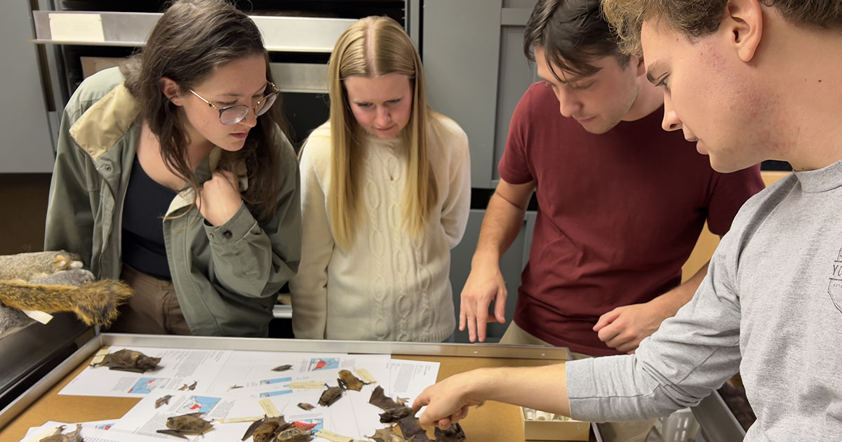 UD students Madeline Brown, Selona Baker, Aidan Short and Jack Geraghty test their wildlife identification skills 