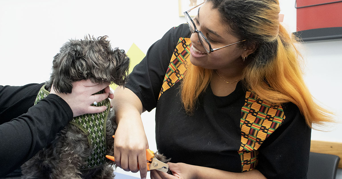 Alena Brown cares for a dog in a veterinary clinic. 