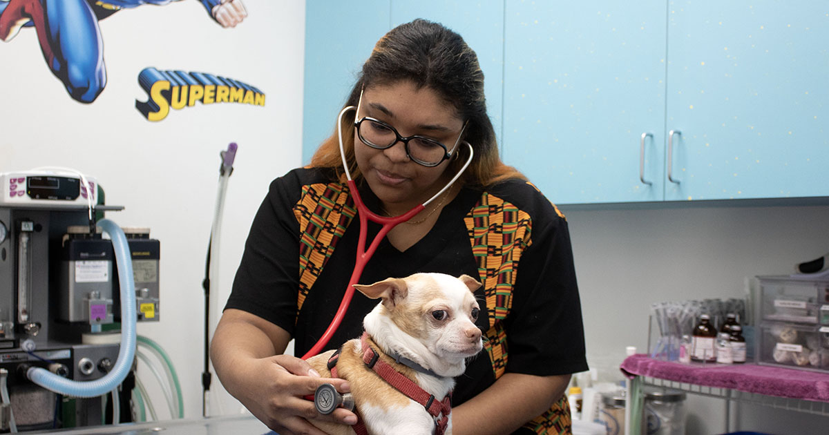 Alena Brown cares for a dog at a veterinary clinic