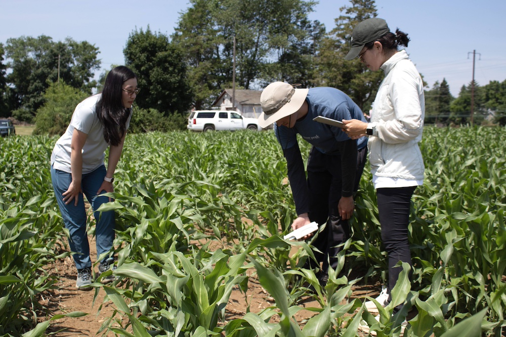 Qi Mu standing in her research corn field with students, inspecting the crops.