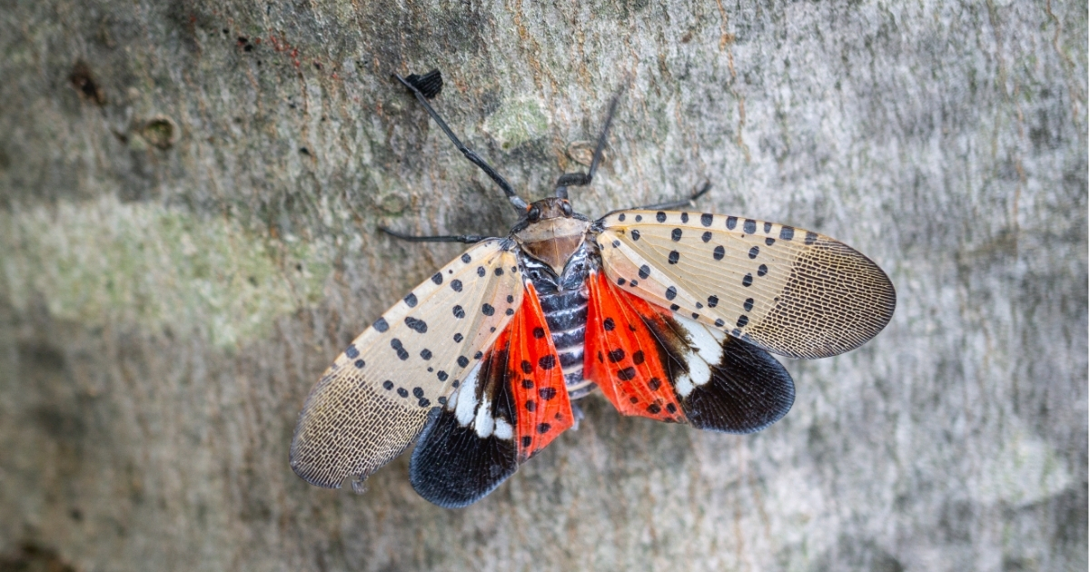 A close up of a spotted lanternfly