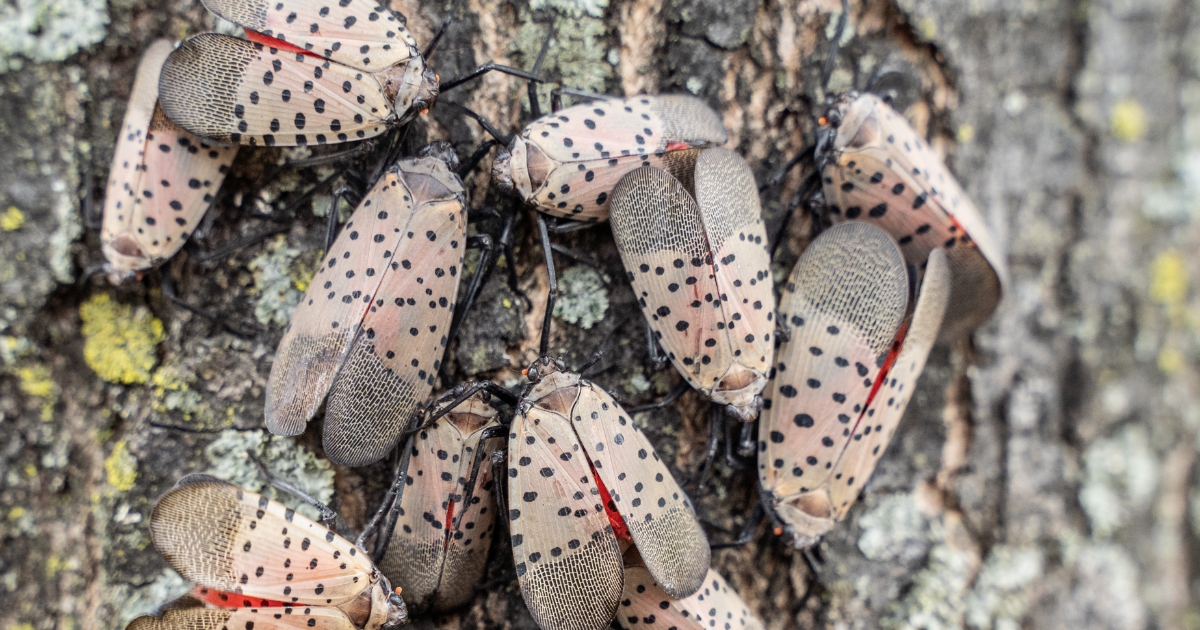 Several spotted lanternflies gathered together on a tree up close