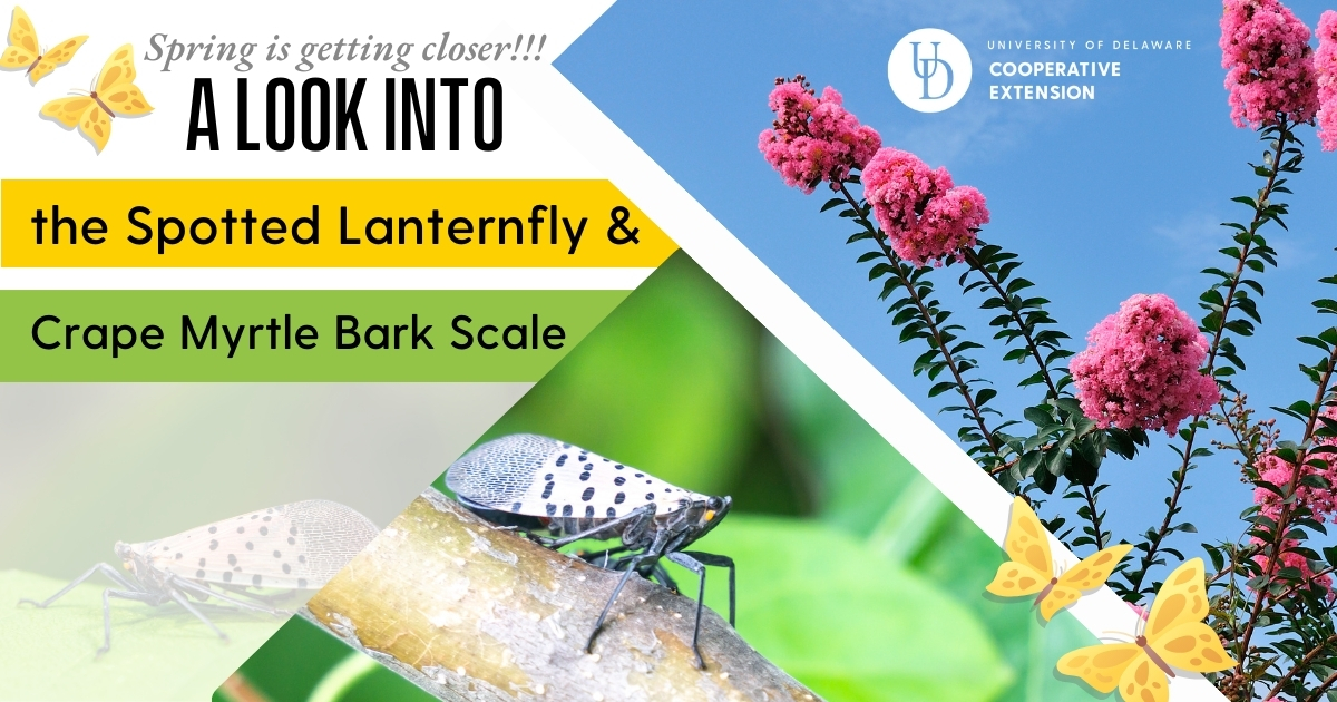 Collage of photos of the spotted lanternfly and pink crape myrtle tree branches along with title of article "A look into the spotted lanternfly and crape myrtle bark scale".  