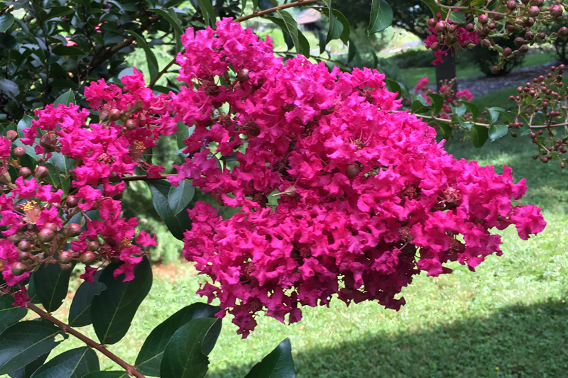 The long-lasting flowers of the crape myrtle have led to the tree’s popularity in Delaware. The long-lasting flowers of the crape myrtle have led to the tree’s popularity in Delaware.