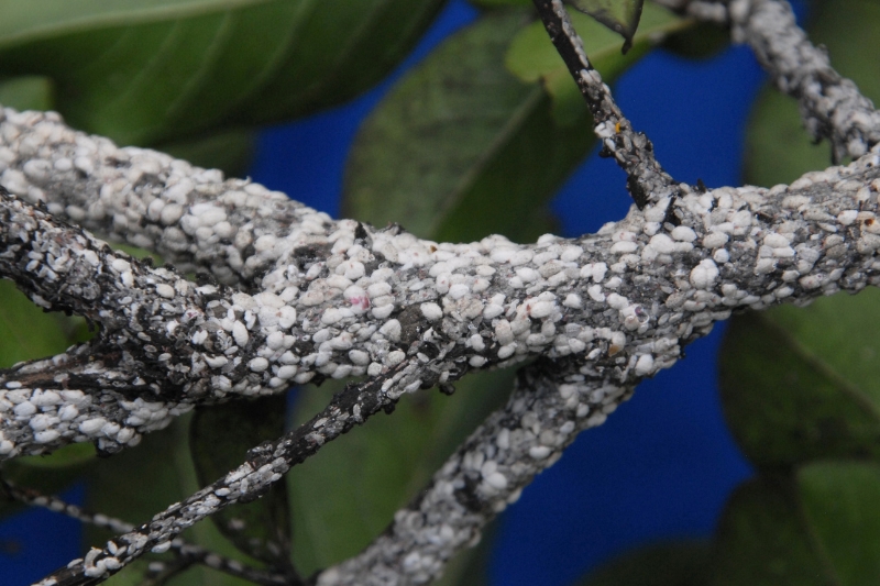 Crape myrtle bark scales can turn the tree's beautiful exfoliating bark white with infestation or black with sooty mold. Crape myrtle bark scales can turn the tree's beautiful exfoliating bark white with infestation or black with sooty mold.