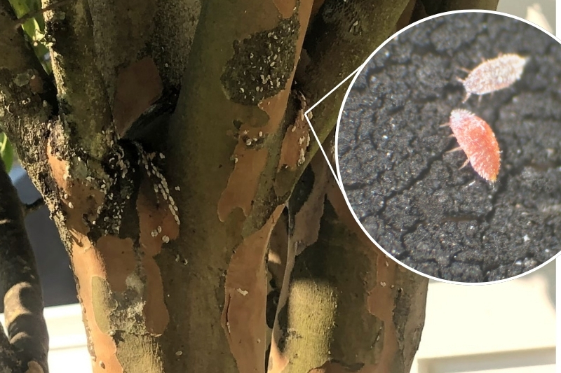 Crape Myrtle Bark Scale Image Crape Myrtle Bark Scale Image