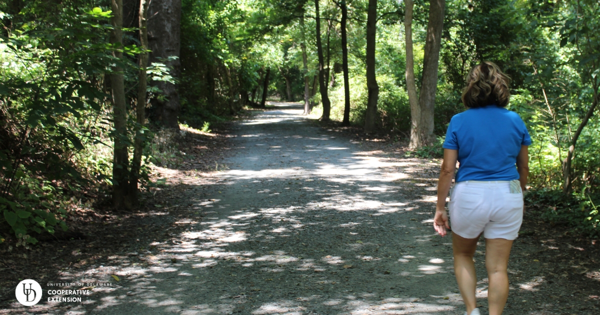 A beautiful view of a walking path in a park full of trees and a female walker A beautiful view of a walking path in a park full of trees and a female walker