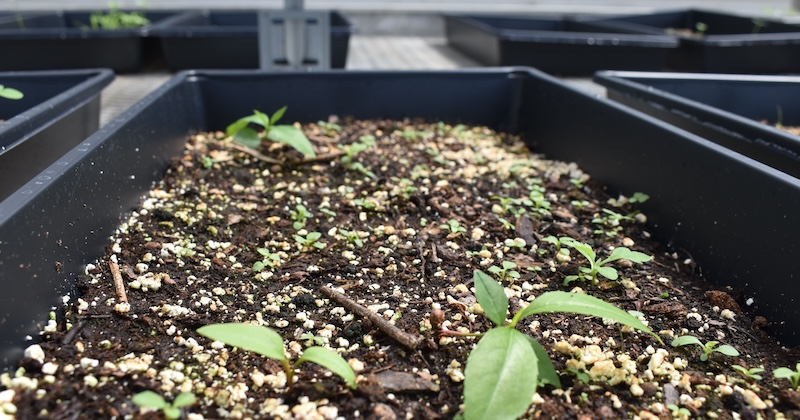 Plant samples growing in UD's Fischer Greenhouse