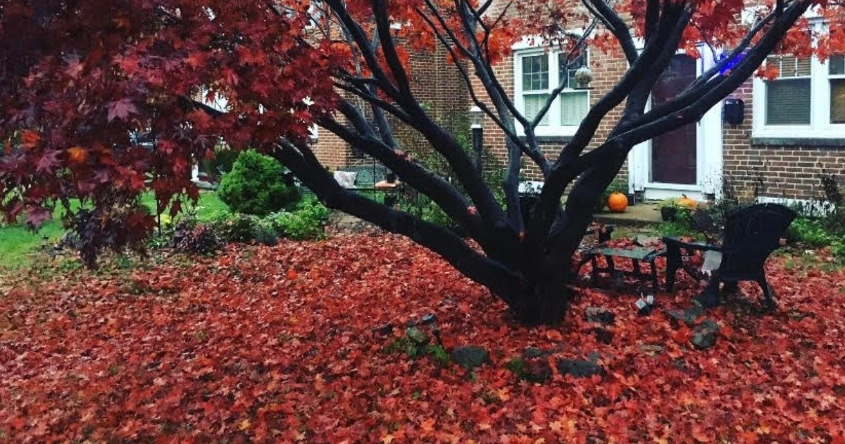 Red leaf maple: personal collection, Photo by SF Graves Red leaf maple: personal collection, Photo by SF Graves