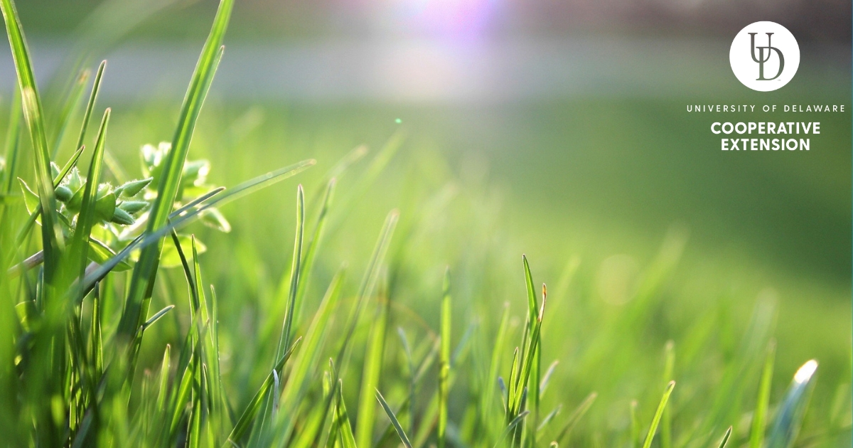 Blades of grass Blades of grass