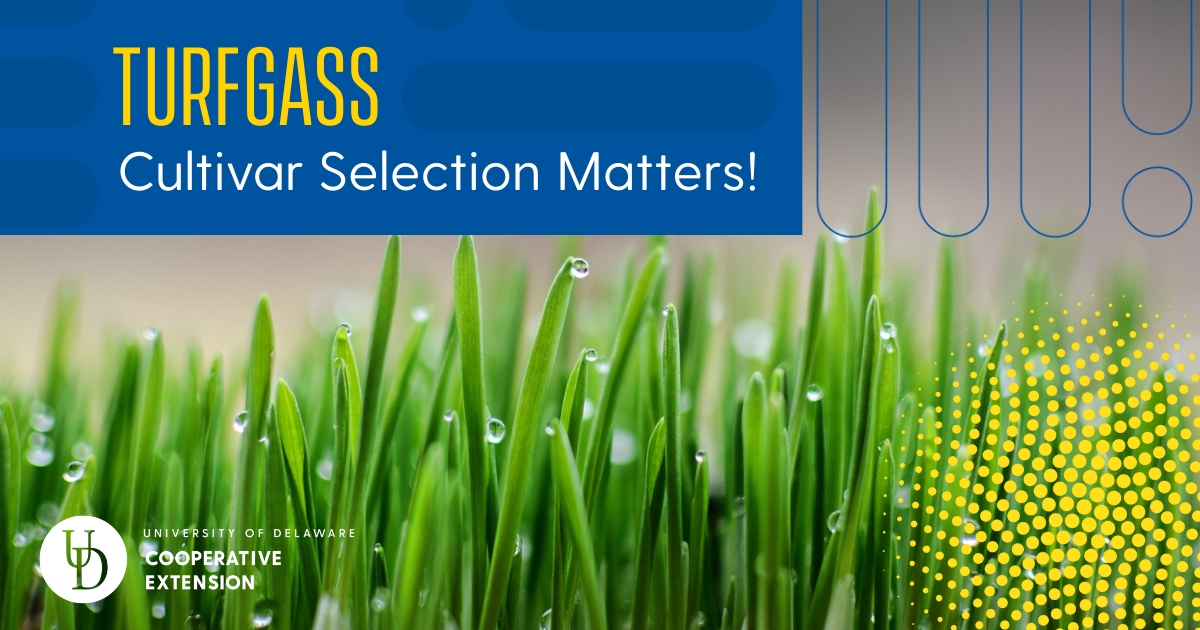 Article featured image of grass and the title Article featured image of grass and the title