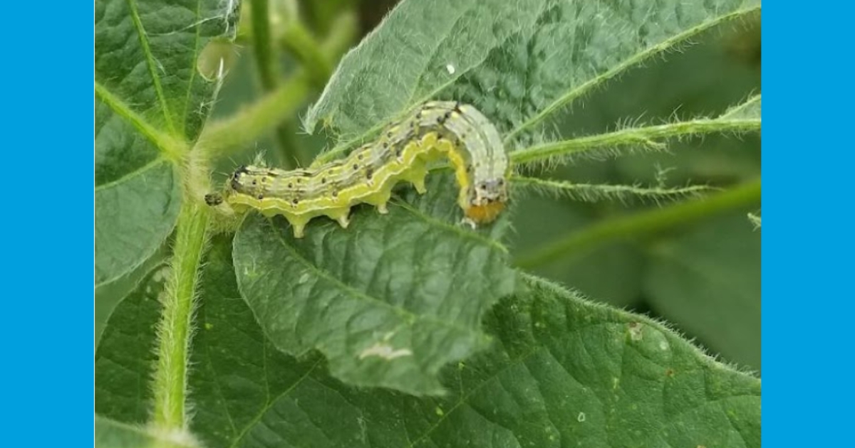 Corn Earworm