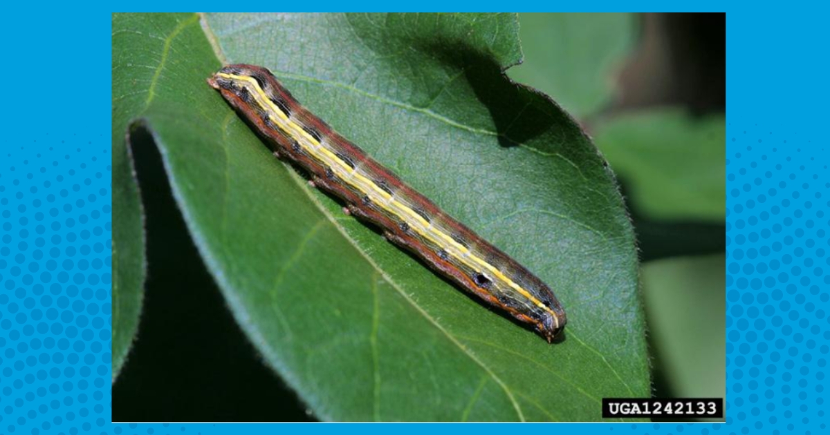 Yellow Striped Armyworm
