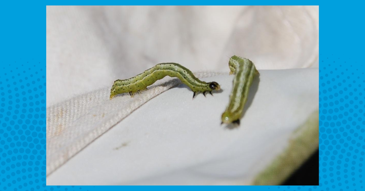 Soybean Looper