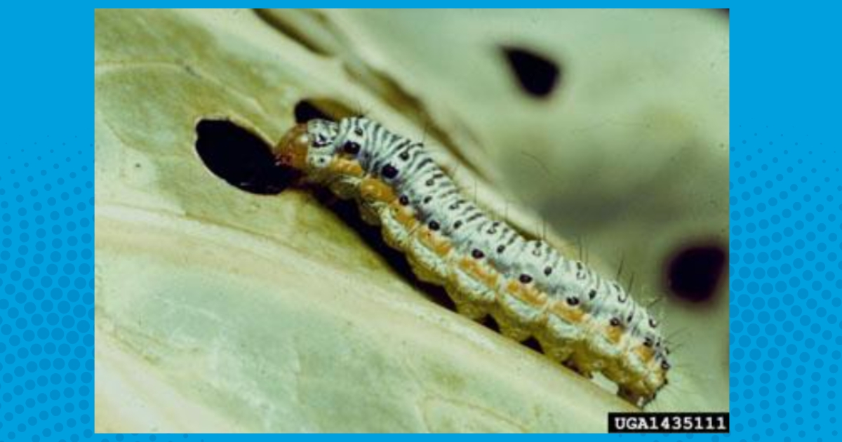 Cross Striped Worms
