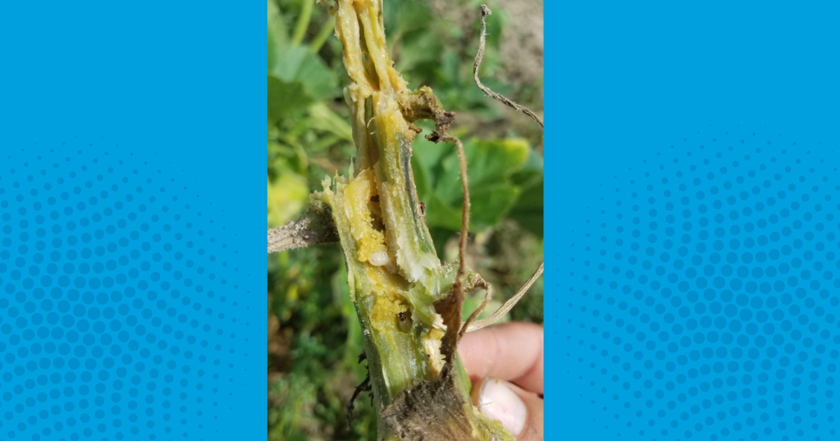 Squash Vine Borer