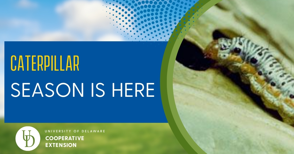 Article featured image of a caterpillar