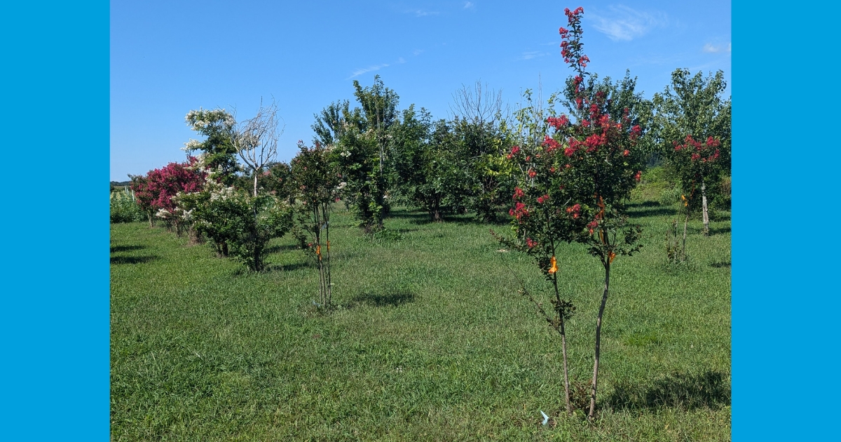 Figure 1: The research project planted crape myrtle