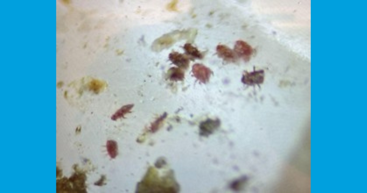 Figure 4: Crawlers caught on the tape
