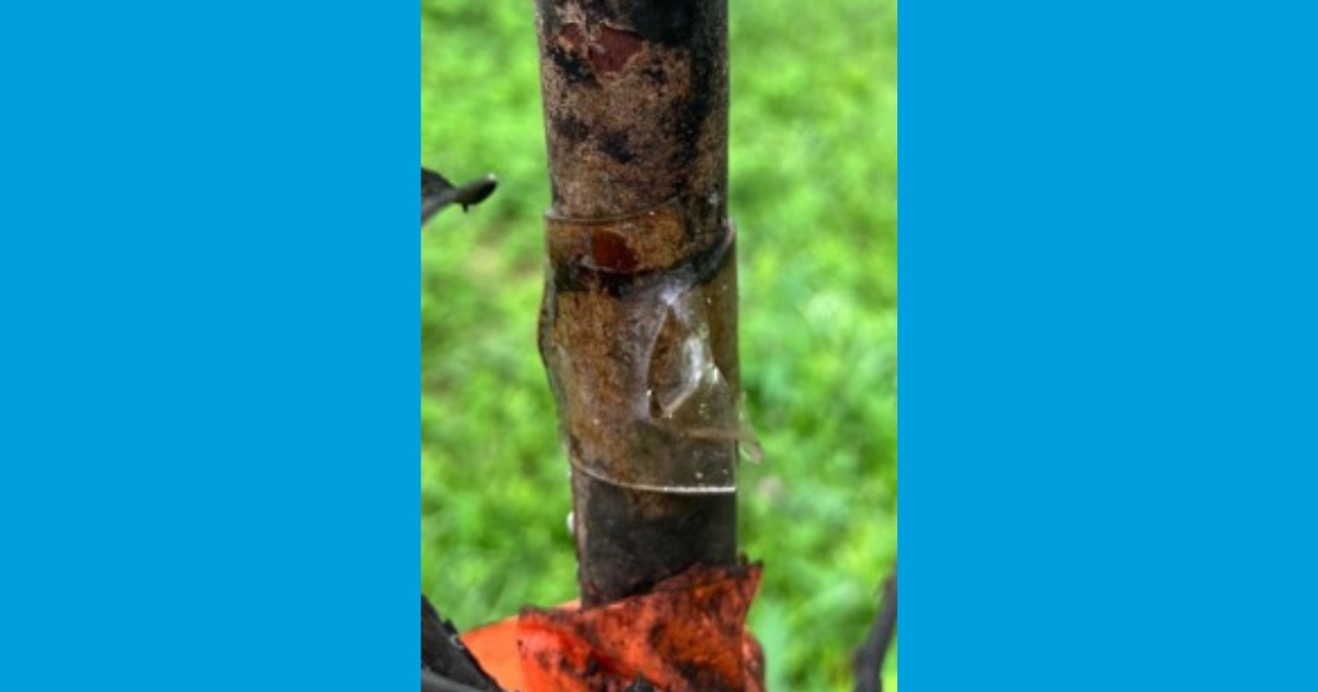 Figure 3: Double-sided sticky tape on the tree