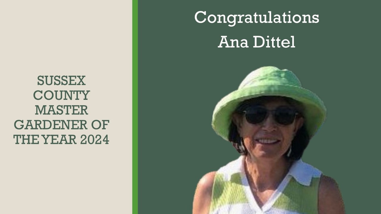 Tracy Wootten acknowledged Ana Dittel who was not present at the event, as the 2024 Master Gardener of the Year for Sussex County. Tracy Wootten acknowledged Ana Dittel who was not present at the event, as the 2024 Master Gardener of the Year for Sussex County.