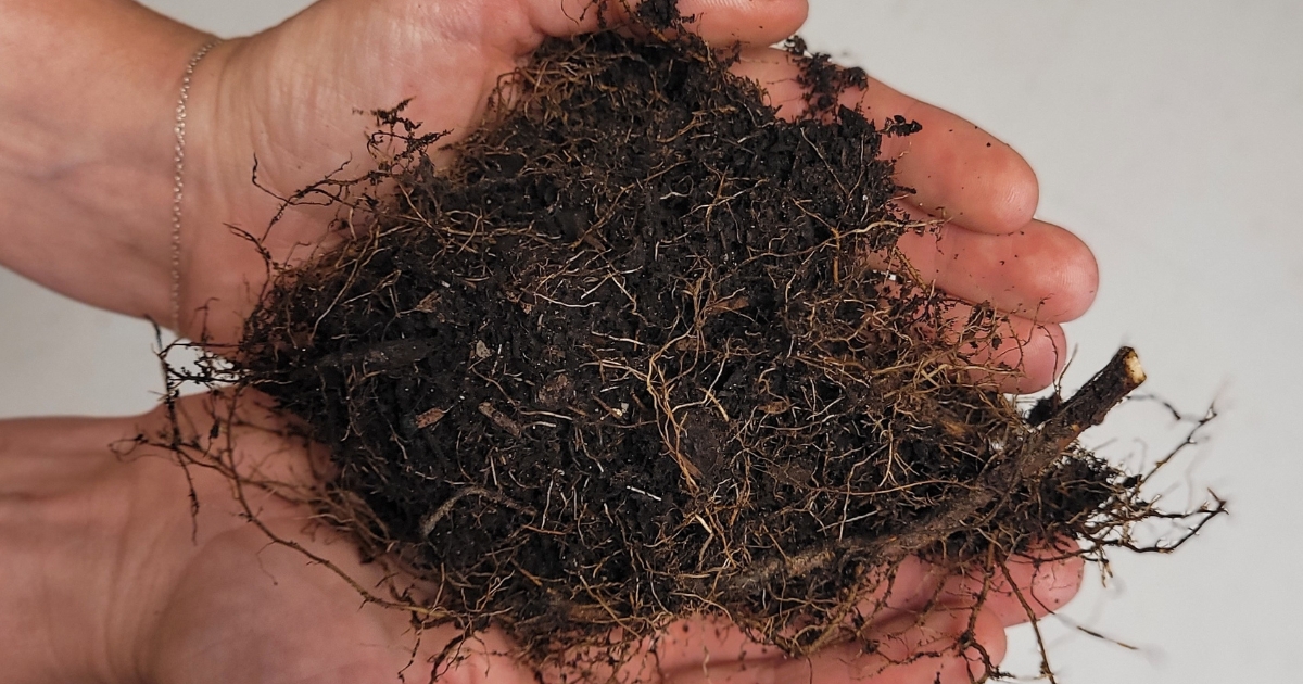 Fine feeder roots - J. Pollok Fine feeder roots - J. Pollok