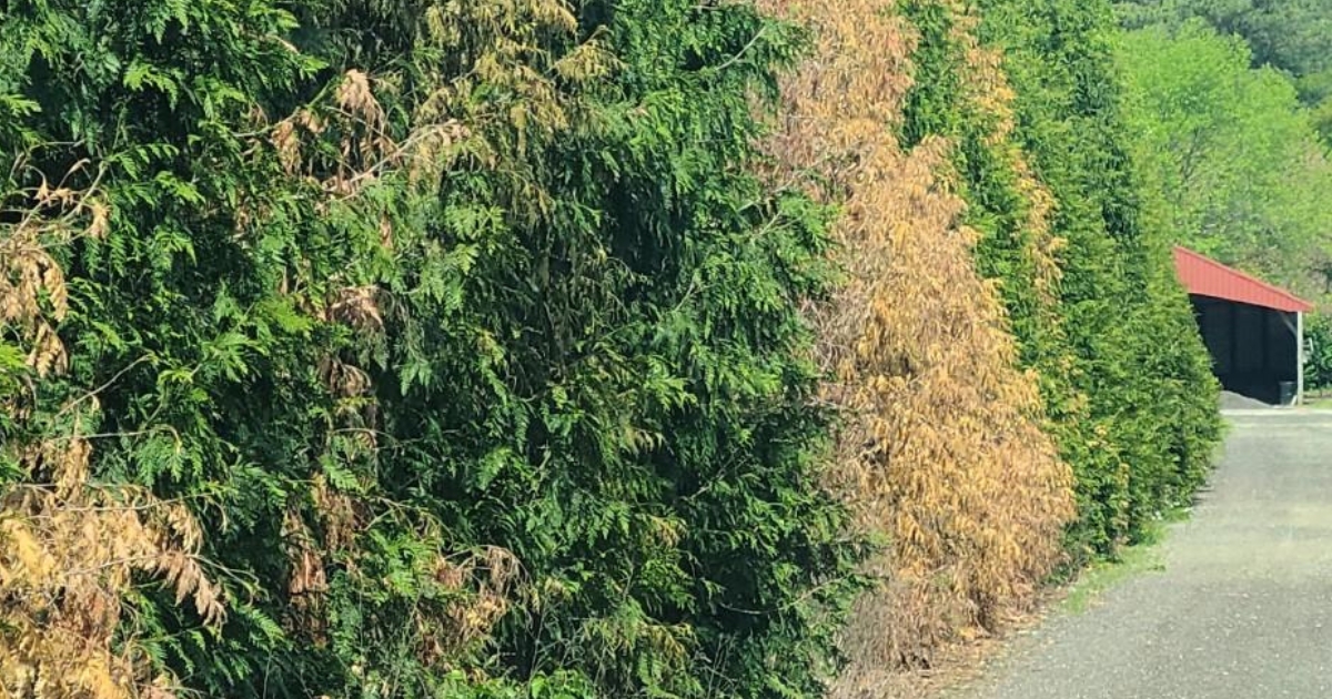 Declining Arborvitae Declining Arborvitae