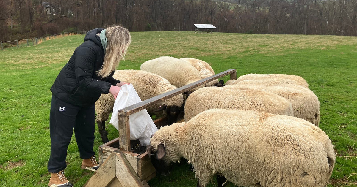 UD’s animal science graduate degree paves a path to veterinary school Roloson feeds sheep at a Maryland farm.