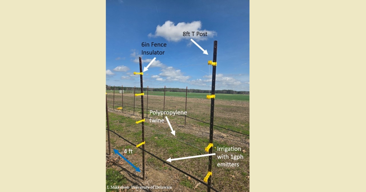 trell4 - 1 8 foot T posts with insulator