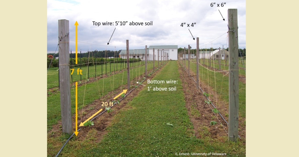 trell2 - 1 This figure is a quick overview of the schematics of our permanent trellis system on the farm.